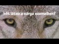 David Guetta - She Wolf (Falling to Pieces ft. Sia ...