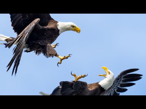 Sony A1 & Sony 200-600 First Impressions Part 2 - Alpha One