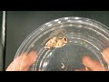 Gyna centurio roaches or butterfly beet