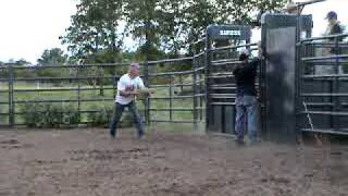 864 2yr old bucking bull, Ferguson Bucking Bulls