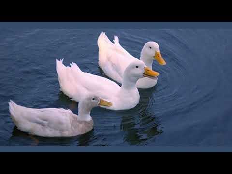 Indian Toy Design- Toy Design Mechanism by Nikita Fatarpekar#ToyInnovation#EarlyChildhoodDevelopment