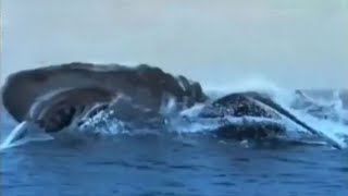 Download lagu Shark Attack in the Mediterranean [2004] - Megalodon Screen Time mp3