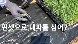 대파모종 핀셋으로 편리하게 심는 대파 심는방법
