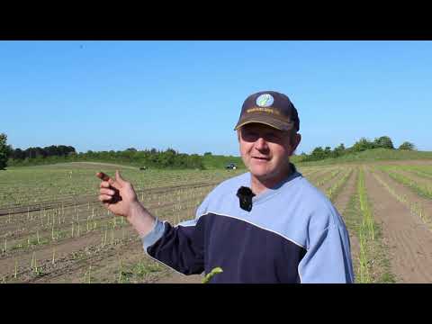 Grønne asparges hos Brdr. Kjeldahl på Samsø