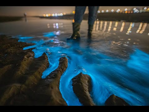 Spectaculaire beelden van zeevonk in Nederland (2021)