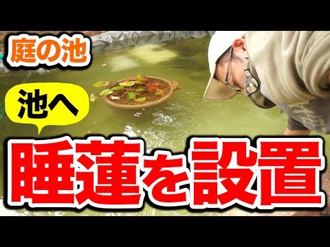 庭のスイレン 植物