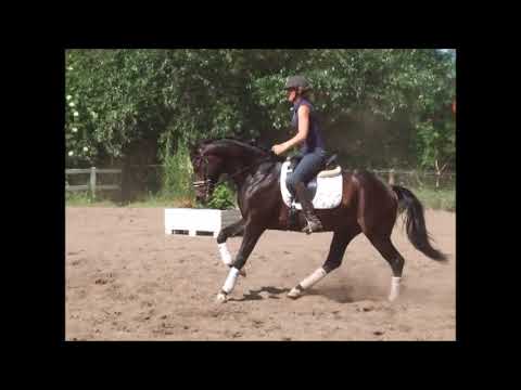 CASCADEUR  4j. v. Conen - Danone I - VB 10.000,- Euro