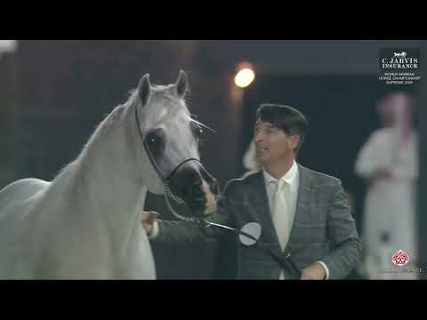 N 64 D SERAJ   World Arabian Horse Championship Supreme 2025   Senior Stallions Class 6