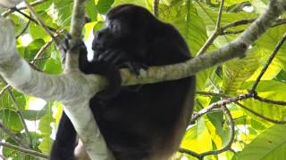 preview picture of video 'Singe hurleur mâle (alouatta caraya) dans le parc de Cahuita'