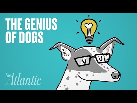 犬派の人は必見！ワンちゃんって実は超天才！