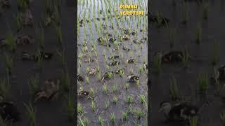 Download lagu Teknologi Memelihara Itik di Sawah mp3