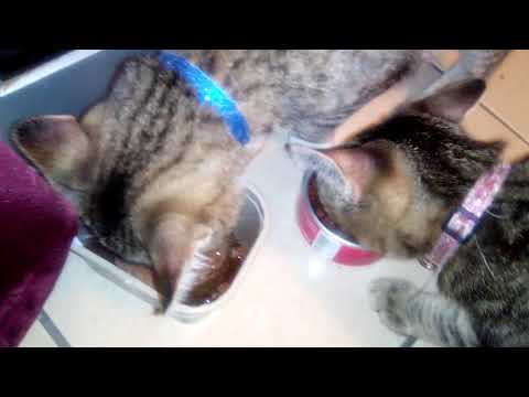 Breakfast Time For Jade And Junior