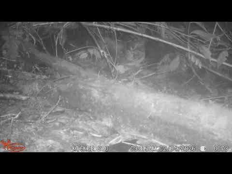 Leopardus tigrinus, Tigrillo. La Honda, El Carmen de Viboral