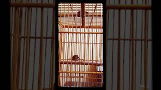 Download lagu Tieumi/Wambi mini ngeroll kenceng mp3 Download lagu Tieumi/Wambi mini ngeroll kenceng mp3