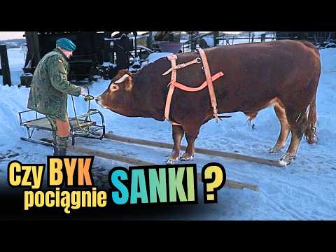 WINTER sleigh ride with a BULL. First attempts with a homemade SLED.