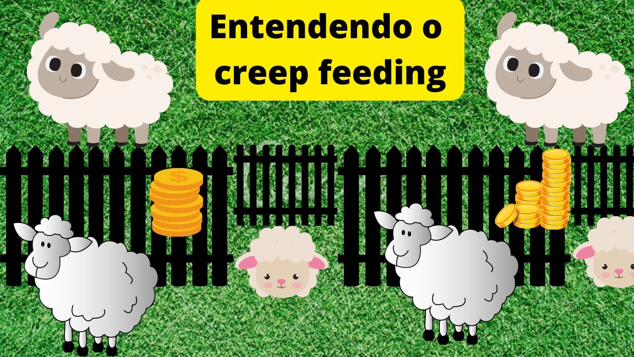Nossos cordeiros nos nossos creep!!!