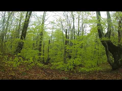 Calling Roe Buck With Buttolo!!!!  Tipps für die Blattjagd!!!