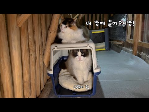 밤에도 사이좋게 지내는 열한 마리의 고양이들, 합사 성공!