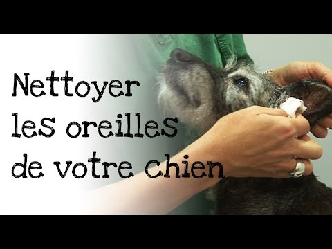 comment nettoyer oreille chien