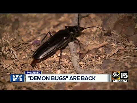 Palo Verde Beetles are back, just in time to mate