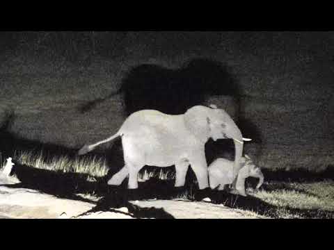 Djuma: Lone Elephant female with calf - 18:35 - 09/08/18