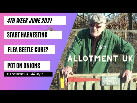 Progress For The 4th Week Of June 2021