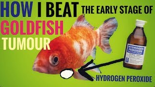 How to Treat Goldfish Tumours with Hydrogen Peroxide