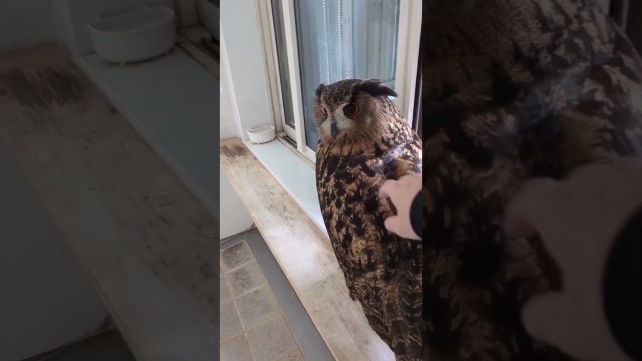 【フクロウ】家族が増えました #shorts