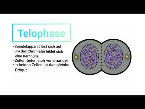 Erklärvideo 1 "Mitose"