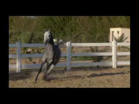 NAIF ALDANAT KUWAIT CHAMPION 2010