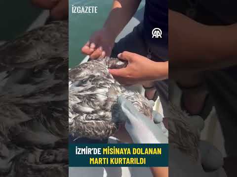 İZMİR’DE MİSİNAYA DOLANAN MARTI KURTARILDI  #izmir#