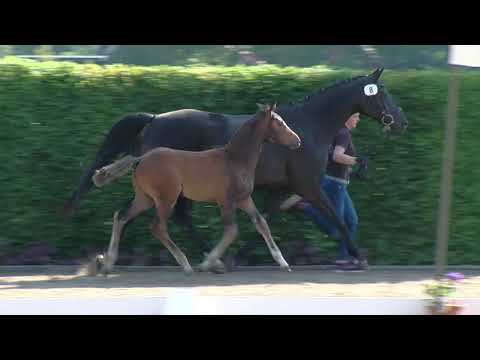 Stf v Diamond First x Carenzo x Pandur 2019