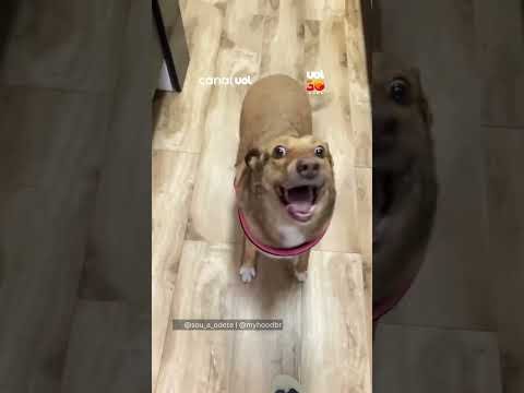 Cachorrinha viraliza com repertório infinito de caras e bocas