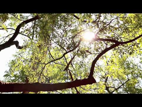 Driven By Their Beating Hearts video