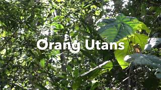 preview picture of video 'Orang Utans in Semenggoh nature Reserve'