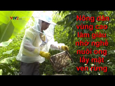 , title : 'Nông dân vùng cao làm giàu nhờ nghề nuôi ong lấy mật ven rừng'