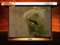 Sesame Street Trashes Fox News As Pox News