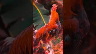 Download lagu Selamat Pagi | Ayam Ganteng | Status wa | Story wa #shorts mp3