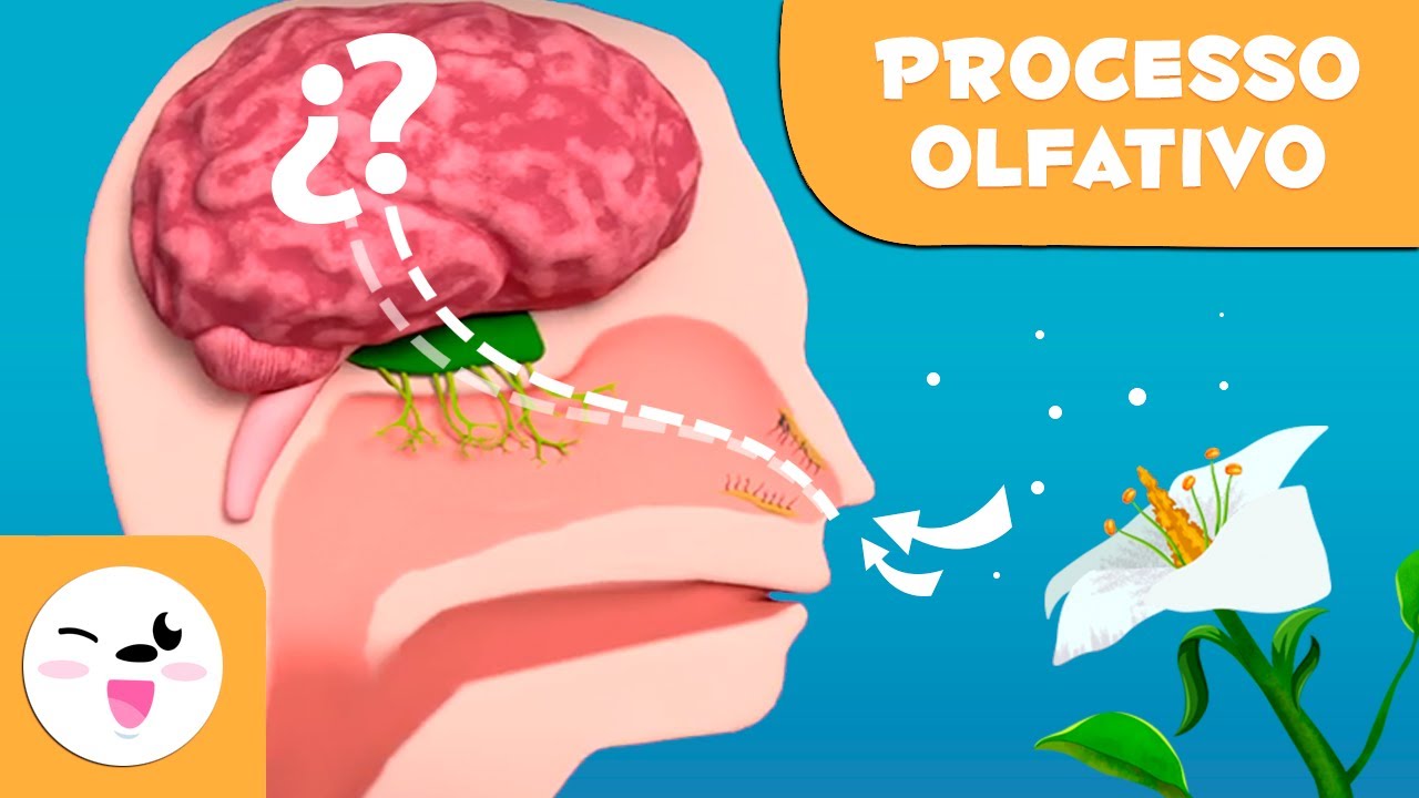 Como funciona o olfato? - Os sentidos para crianças