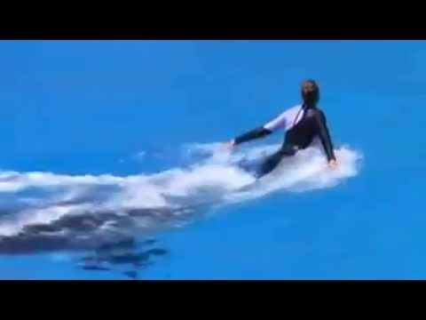 Il faut absolument regarder le spectacle très drôle des dauphins acrobates.... :)