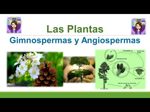 Gymnosperms and Angiosperms