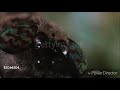 Slap T Pooch S Reaction To Wormy