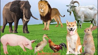 Cute Farm Animals – Dog, Goat, Chicken, Rabbit, Pig, Duck, Lion & Elephant | Animal Moments