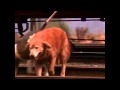 Homeward Bound The Incredible Journey Train Chase Music By Julian Nott