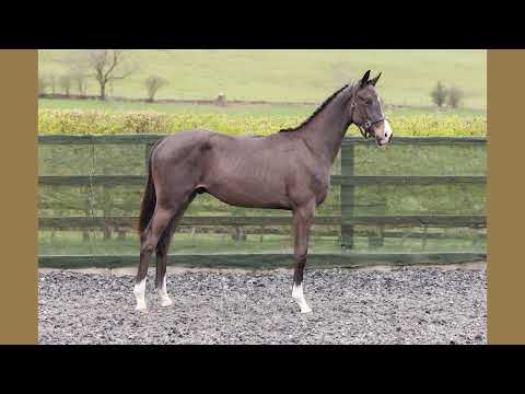 Bolesworth A-List Auction 2023 - Lot 4 : Bright Balou
