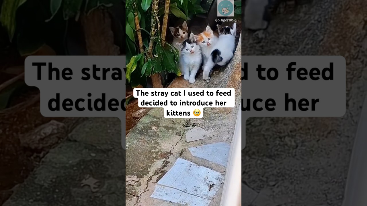 엄마 고양이가 아름다운 새끼 고양이들을 소개합니다 #반바지 #고양이 #고양이사랑꾼