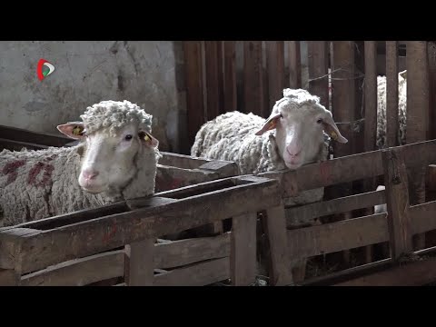 Pannon Gazda – 2025.09.12.