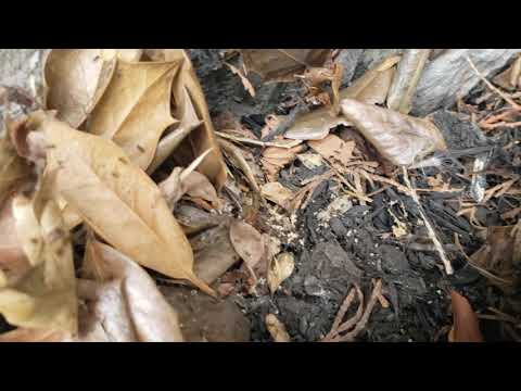 Angry Ant Colony Hiding in Bait Station in Howell, NJ