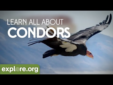 The INCREDIBLE RETURN of California Condors!