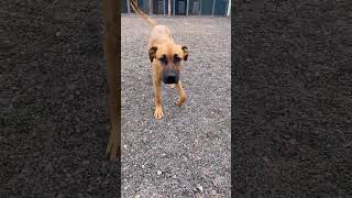 Video preview image #1 Boxer-German Shepherd Dog Mix Puppy For Sale in Webster, WI, USA